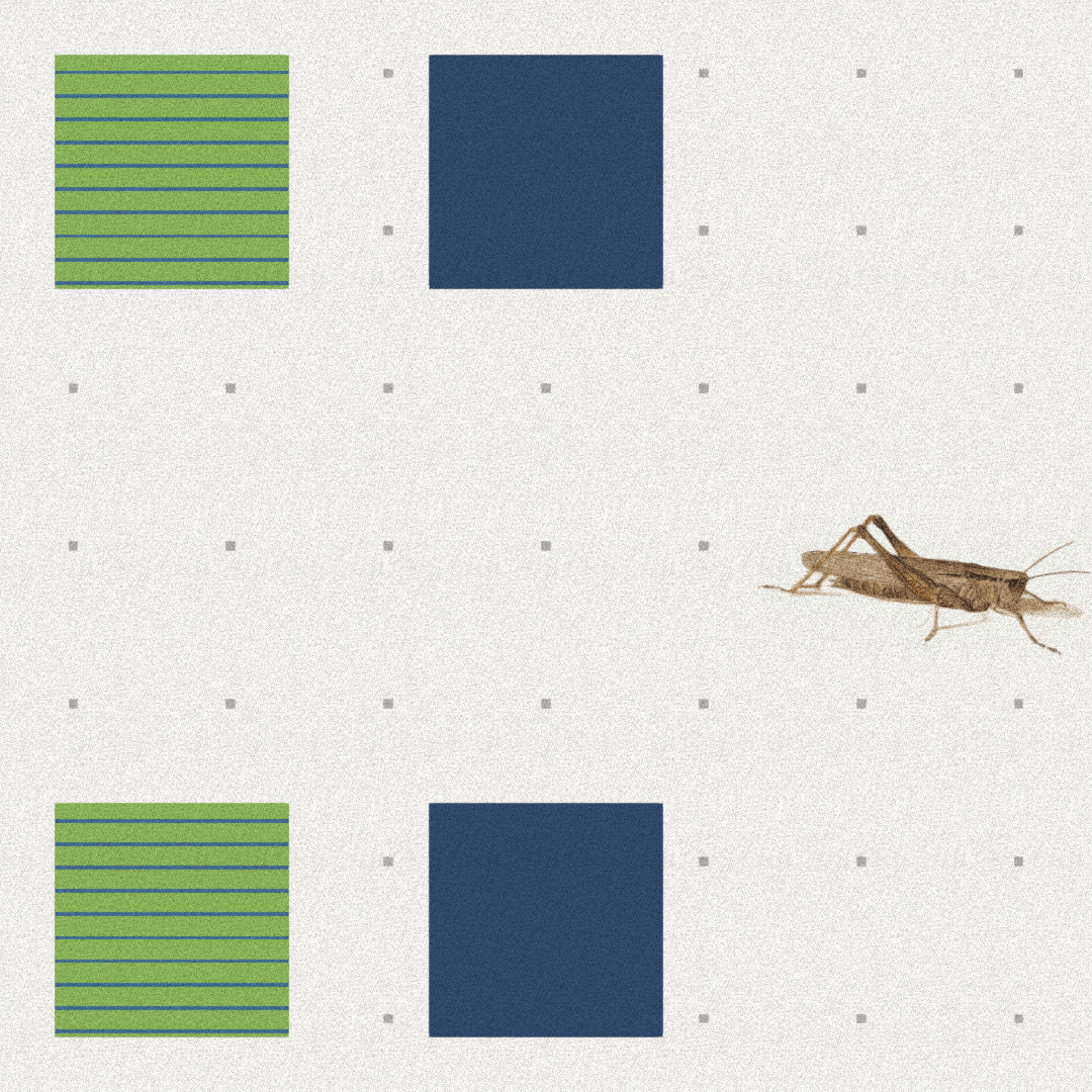 Grasshopper #74 static NFT preview