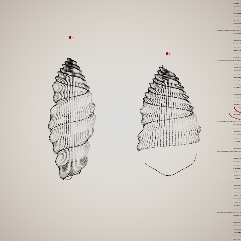 Two Specimen #40 static token preview