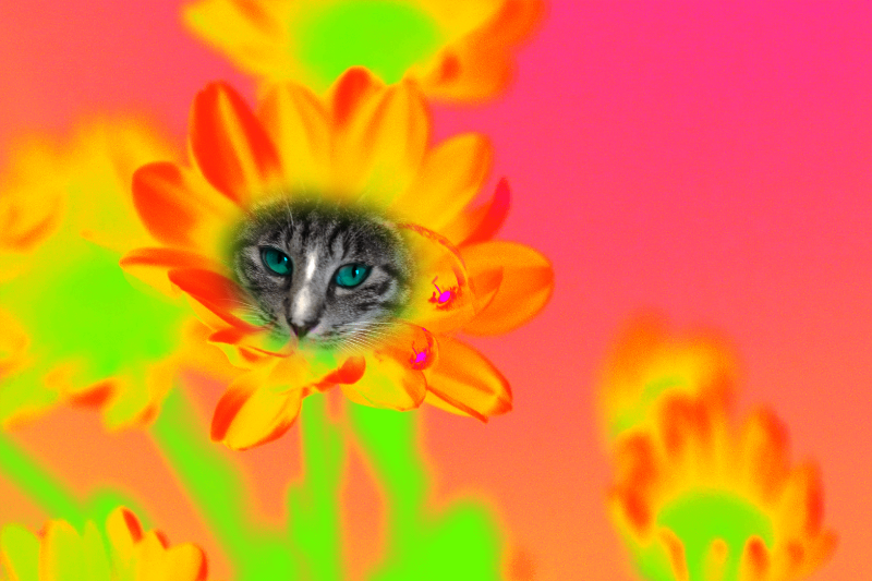Flowering Cat #4 static token preview