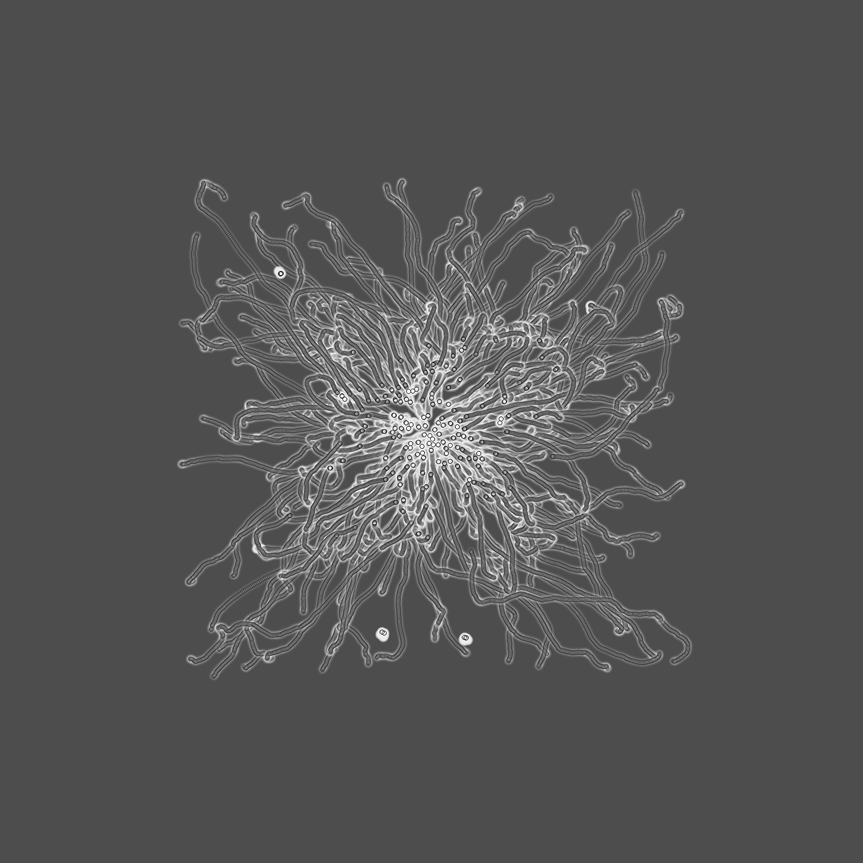 grey fungi wisdom #43 static token preview