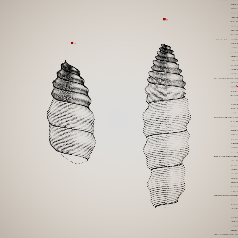 Two Specimen #83 static NFT preview