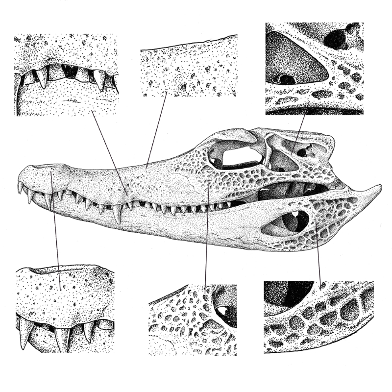 Paleosuchus trigonatus (skull) #1 static token preview