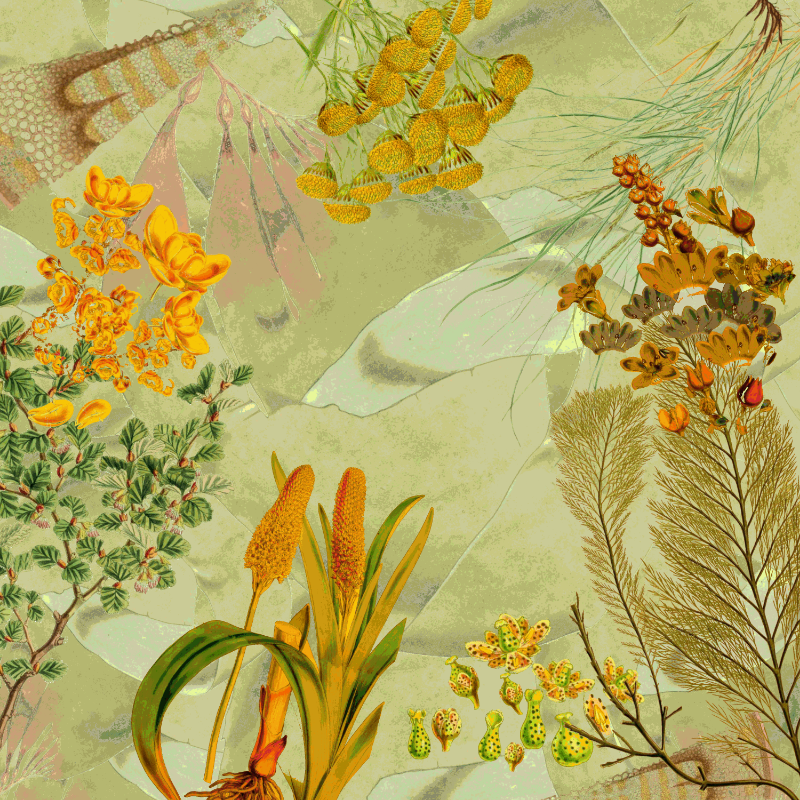 future flora from Antarctica's past #54 static token preview