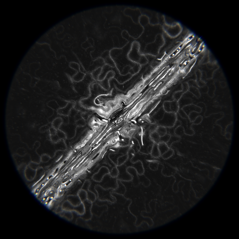 Ethereal Microcosm #235 static token preview