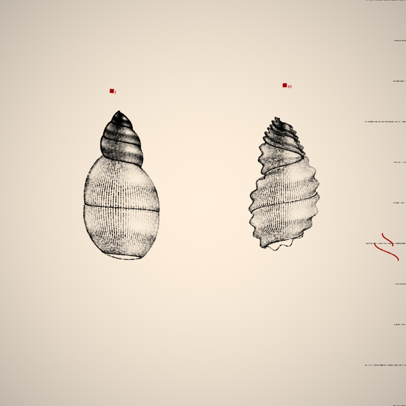 Two Specimen #82 static token preview