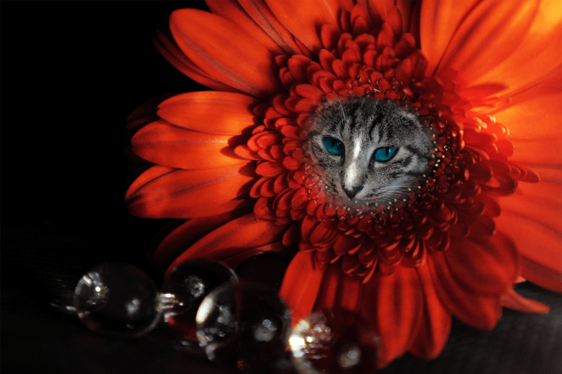 Flowering Cat #18 static token preview