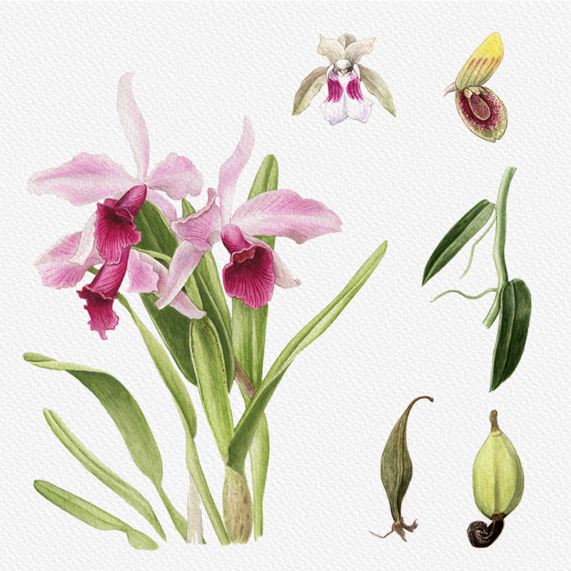 Botanical Illustration - Orchids 1 #14 static NFT preview