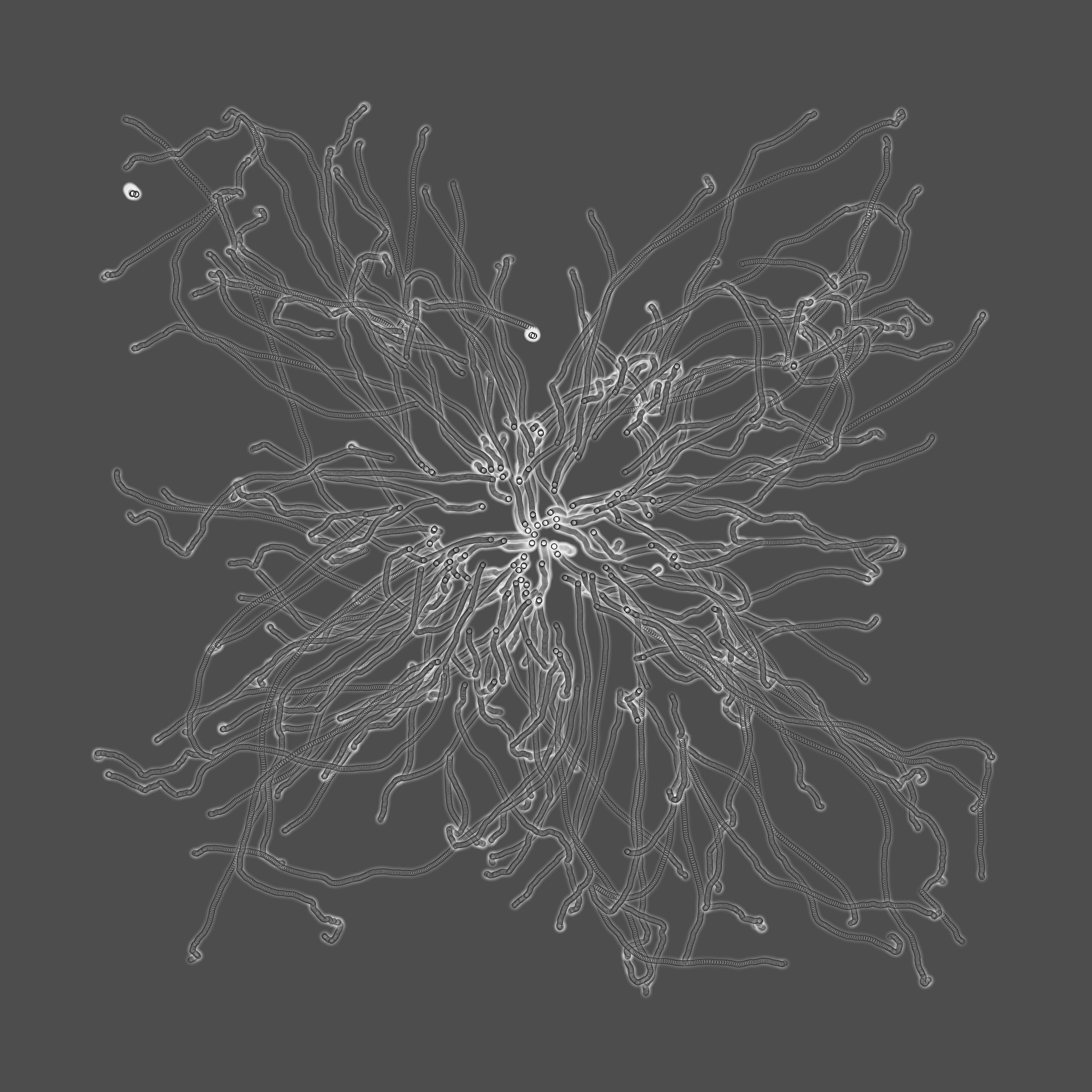 grey fungi wisdom #55 static token preview