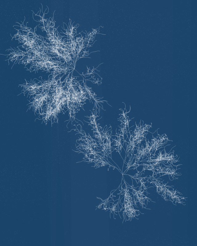 Cyanotypes #166 static token preview