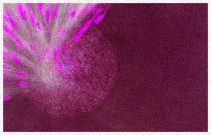 Crescendo #33 static NFT preview