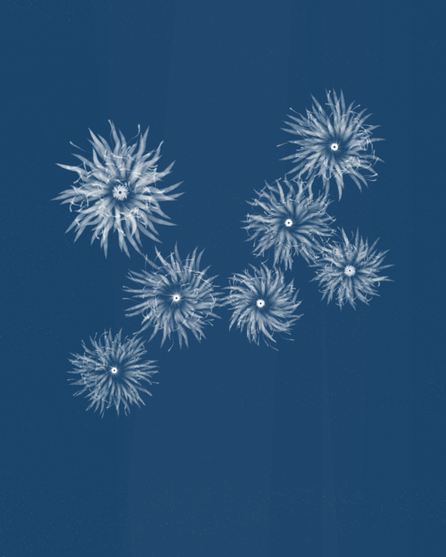 Cyanotypes #70 static token preview