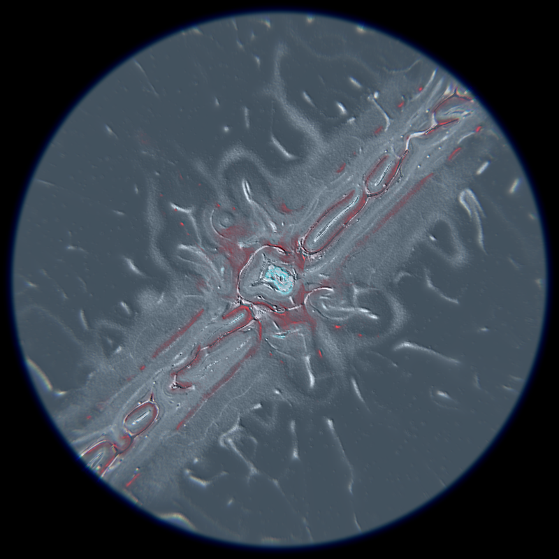 Ethereal Microcosm #234 static token preview