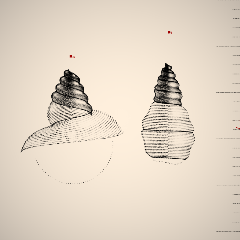 Two Specimen #161 static token preview