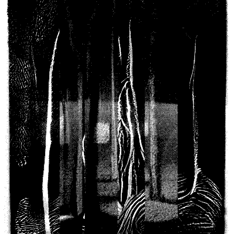 The Hum of Cyber Forest #173 static NFT preview