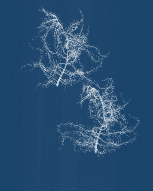 Cyanotypes #263 static token preview