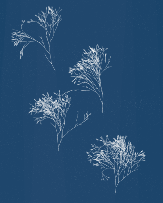 Cyanotypes #100 static token preview
