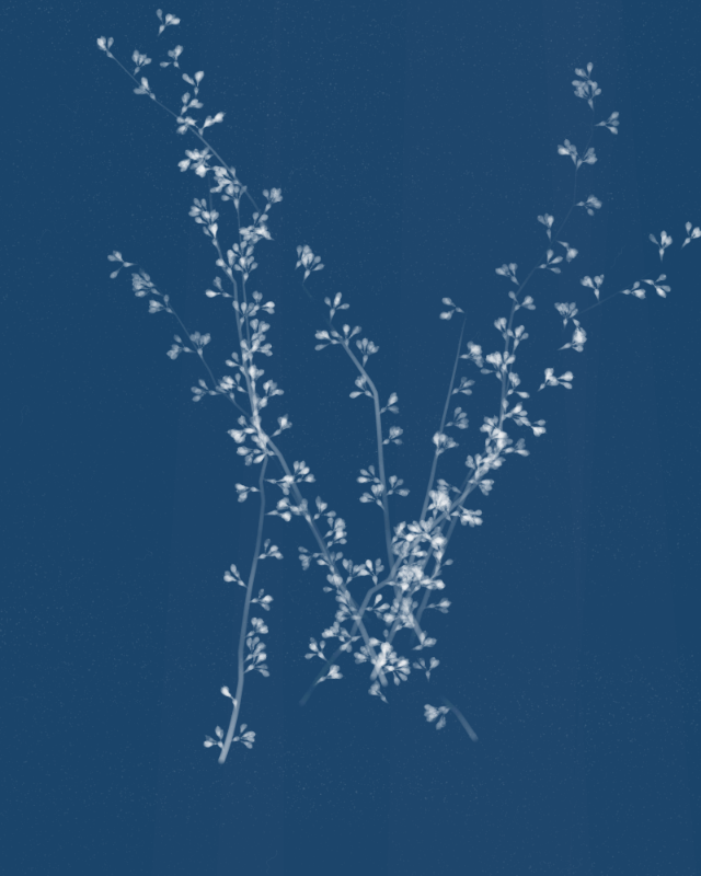 Cyanotypes #279 static NFT preview