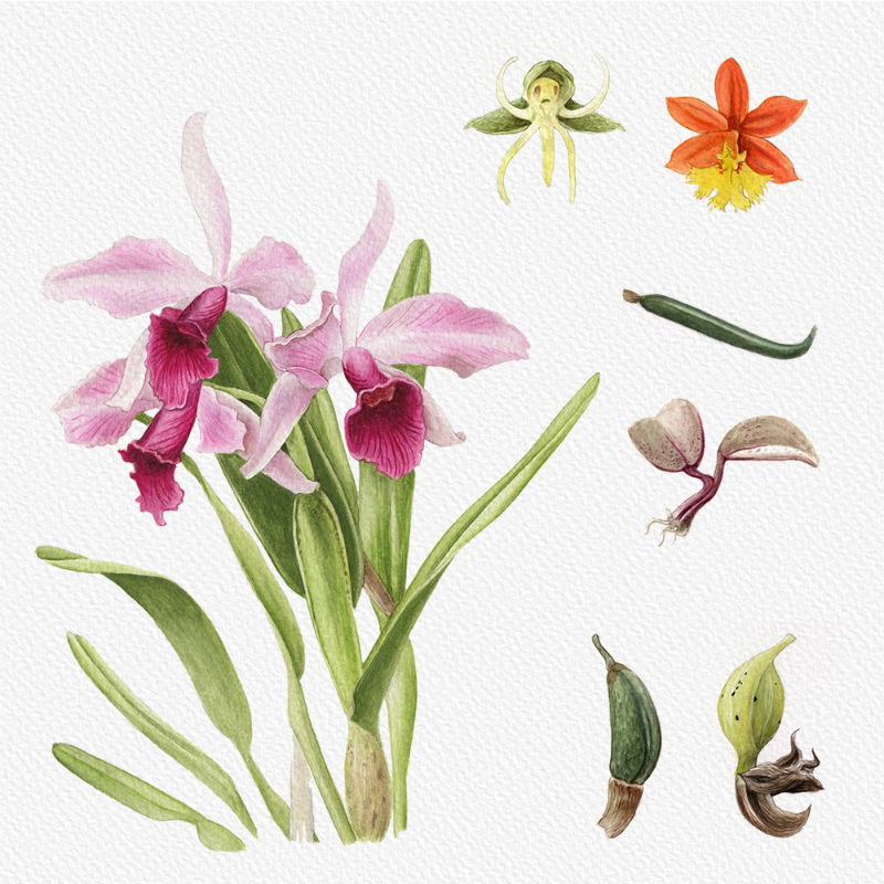 Botanical Illustration - Orchids 1 #67 static token preview