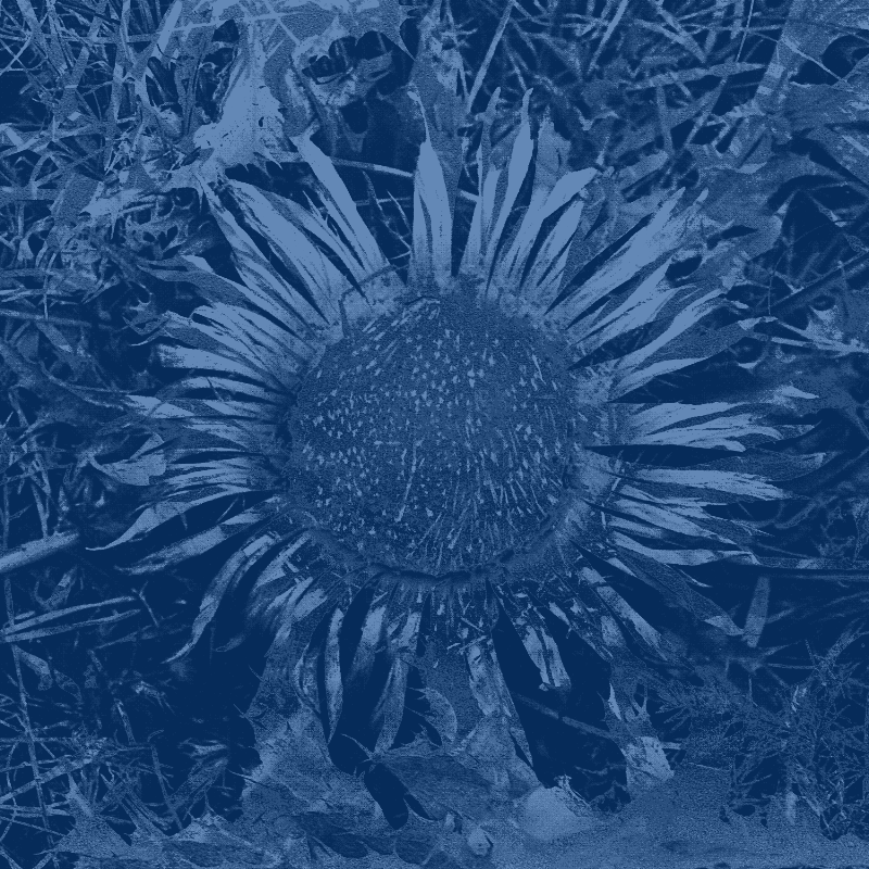Plant remains #19 static token preview