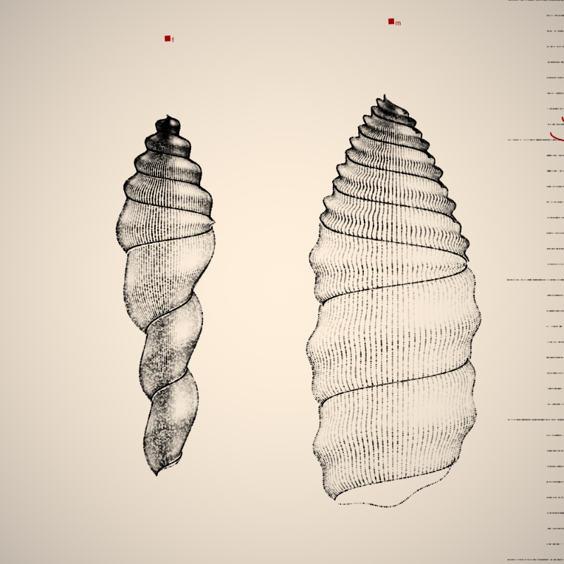 Two Specimen #496 static token preview