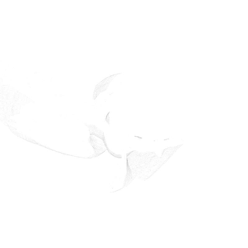traces #46 static token preview