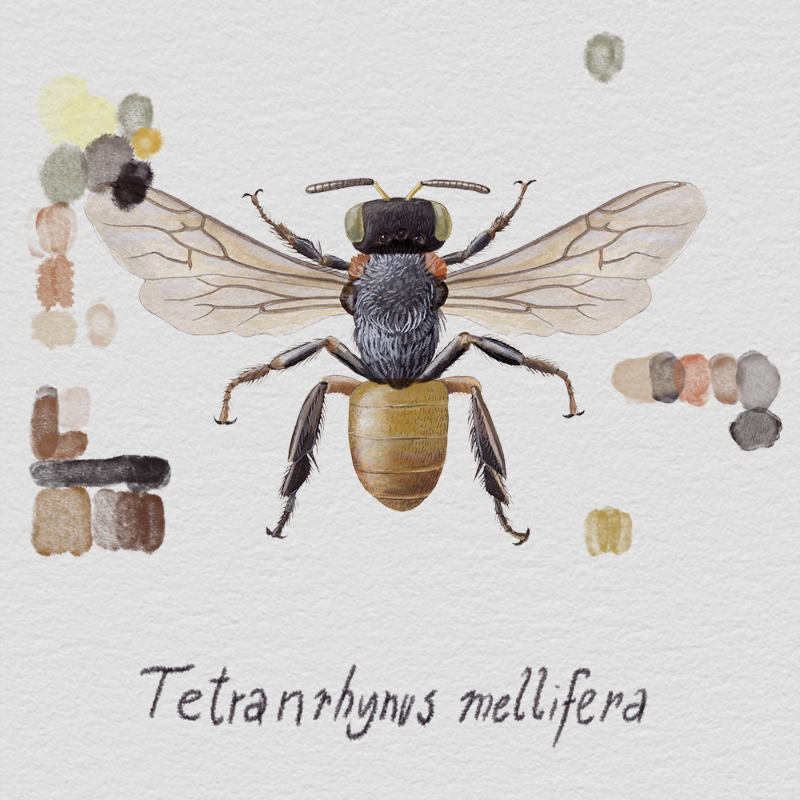 Randomic Brazilian Bees #37 static NFT preview