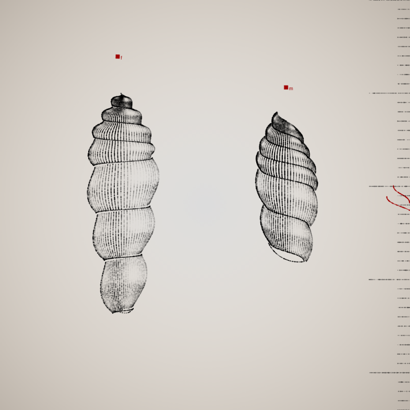 Two Specimen #310 static NFT preview