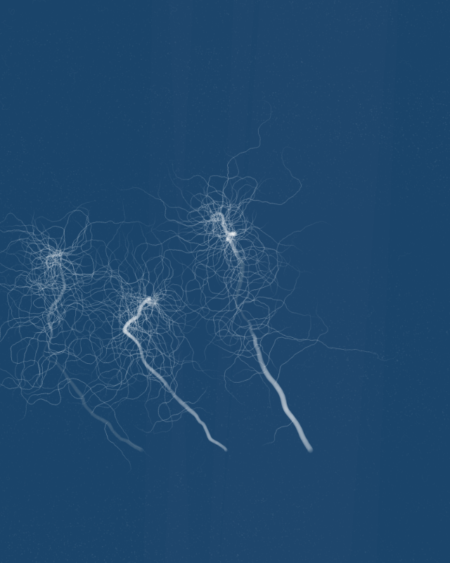Cyanotypes #152 static NFT preview