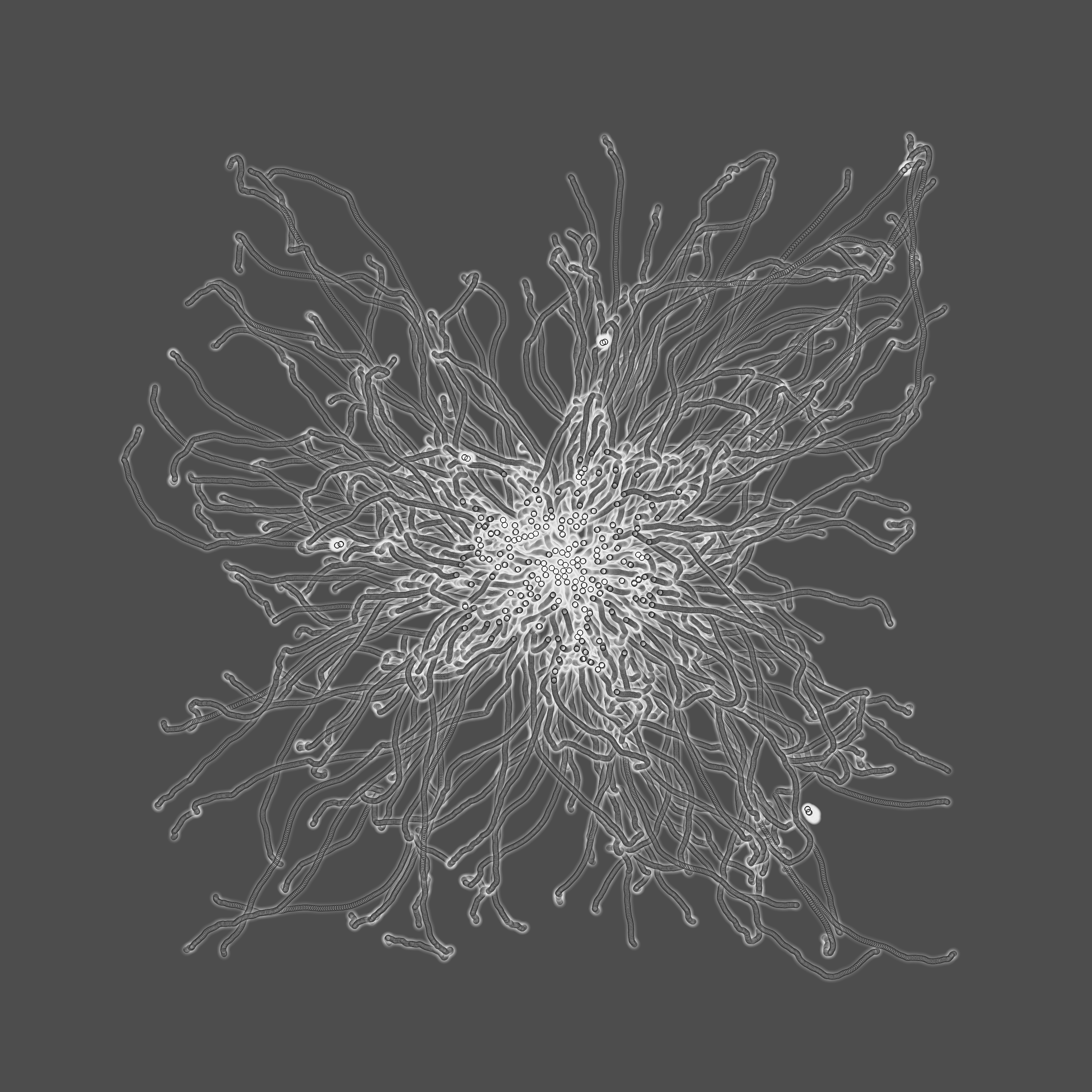 grey fungi wisdom #148 static token preview
